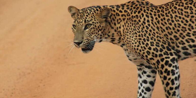 hambantota-port-cruise-yala-wildlife-safari-6-hours