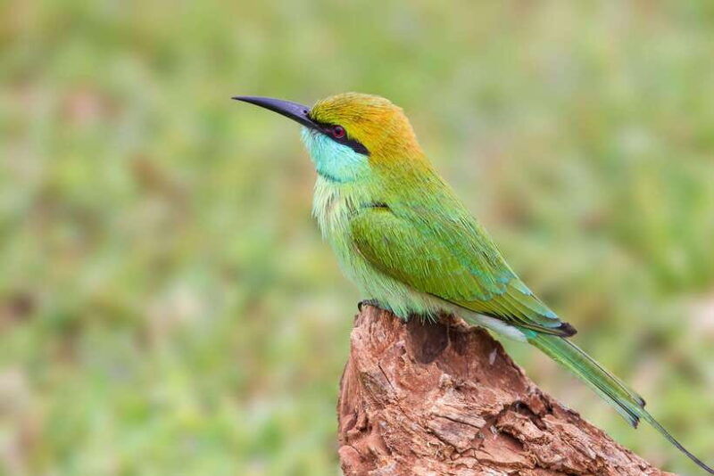 hambantota-port-yala-national-park-safari-shore-excursion