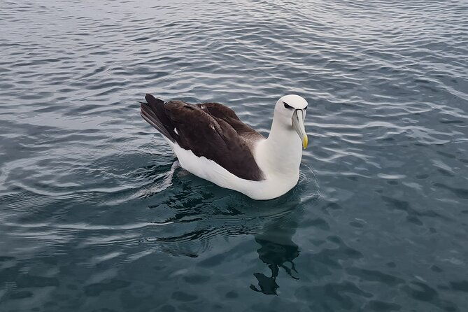Harbour, Albatross and Wildlife Cruise on Otago Harbour - Who Will Appreciate This Tour?