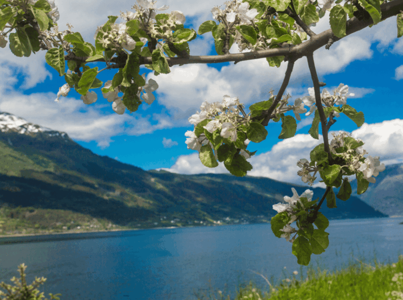 hardangerfjord-lunch-at-cider-farm-coffee-at-historic-hotel