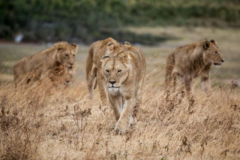hazyview-kruger-national-park-full-day-safari