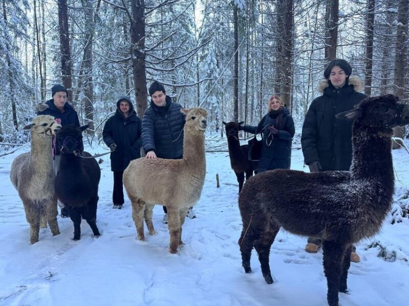 helsinki-alpaca-farm-tour-with-guided-walk-private