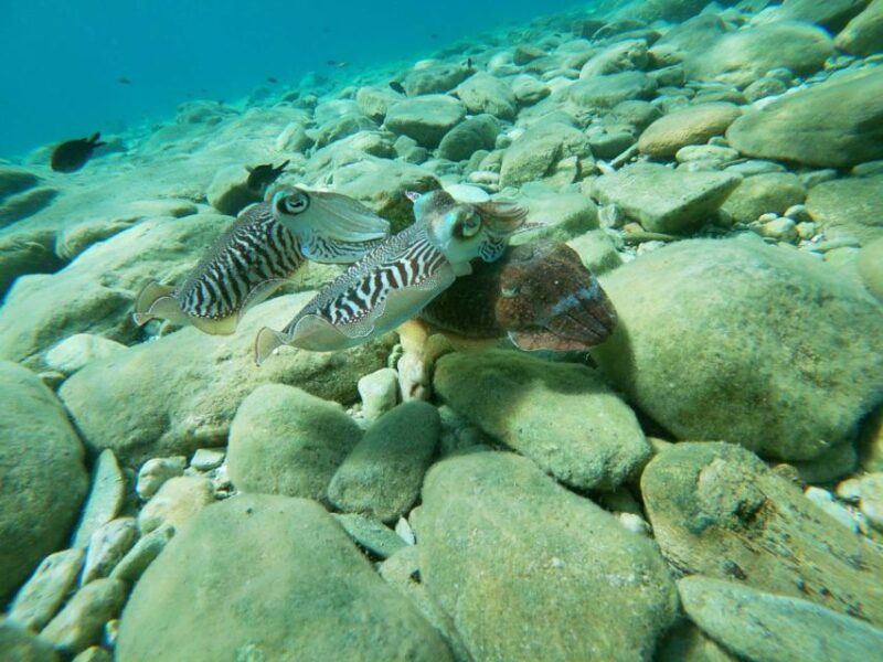 heraklion-beginner-friendly-snorkeling-trip