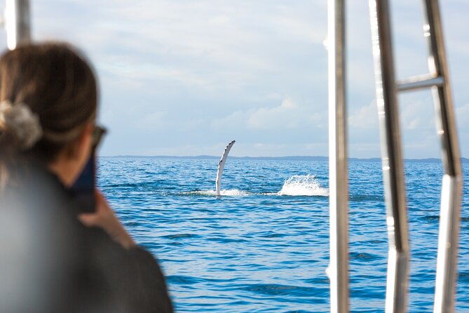 Hervey Bay: Half Day Whale watching & Island Stop Tour - Exploring the Islands – Great Sandy National Park and Pelican Banks