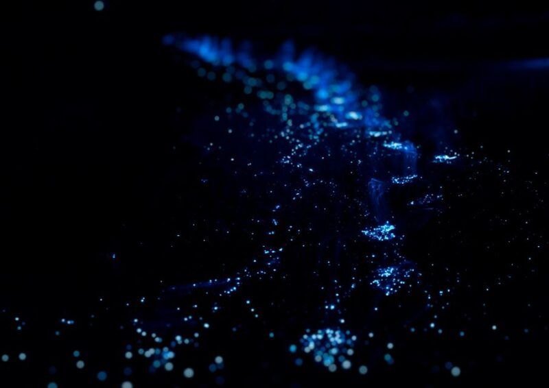 highlight-glowing-plankton-sunset