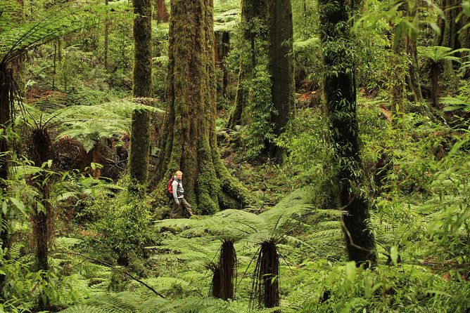 Hike New Zealand's finest forest - Whirinaki forest - Is This Tour Worth the Price?
