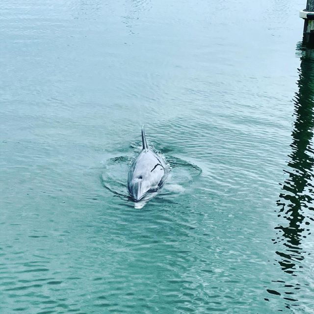 hilton-head-island-dolphin-cruise-nature-tour