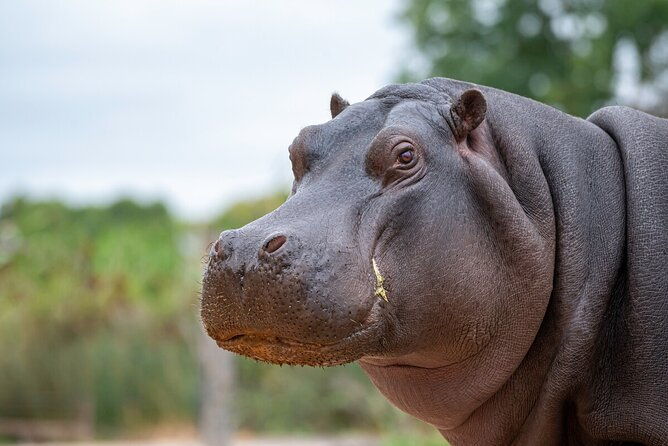 Hippo Experience at Werribee Open Range Zoo - excl. entry - What to Expect from the Hippo Experience at Werribee Zoo