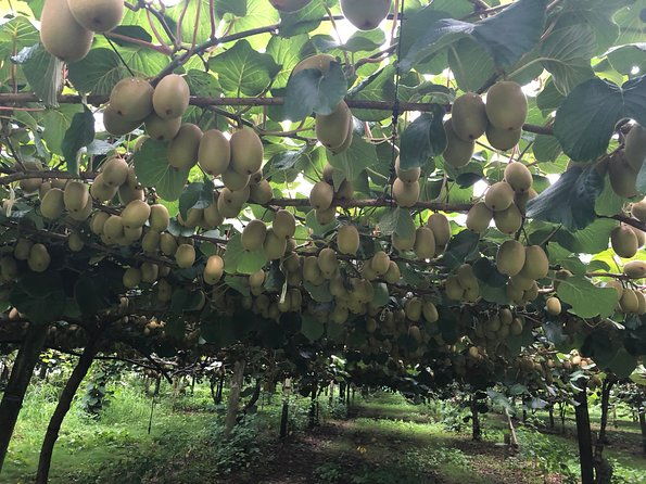 Hobbiton movie set tour and a lot more beautiful NZ sights - Detailed Breakdown of the Itinerary