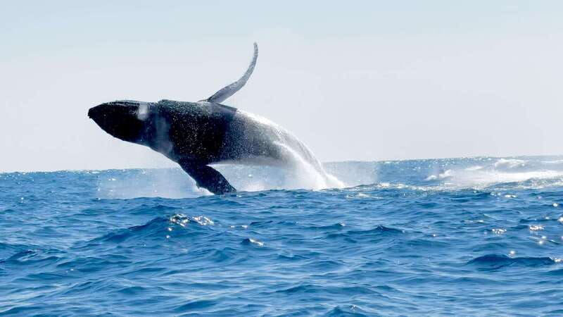 huatulco-awakening-with-stars-dolphins-boat-cruise