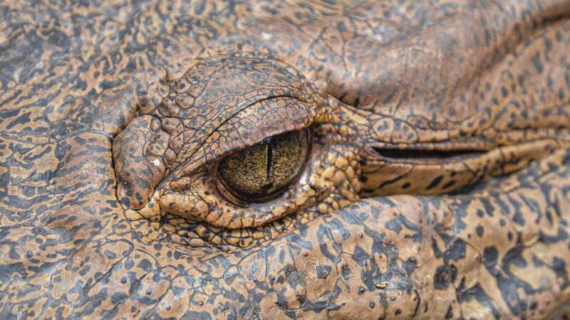 huatulco-ecotour-with-crocodiles-migrating-birds