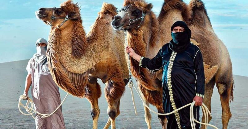ica-dromedaries-swimming-pool-games-mini-farm