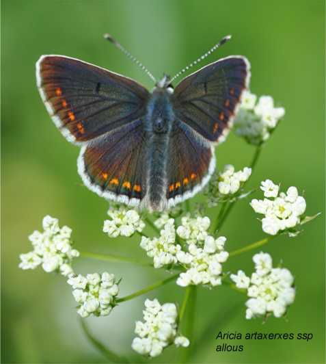 insects-and-other-fantastic-creatures