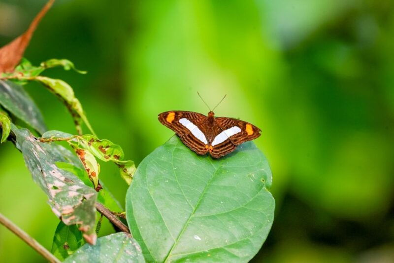 iquitos-6-hour-amazon-river-tour-w-belen-butterfly-farm