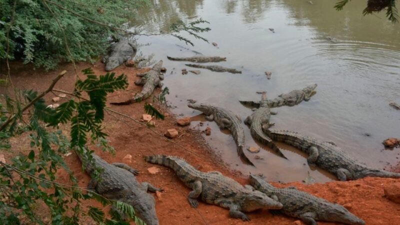 iquitos-6-hour-wonderful-wildlife-guided-tour