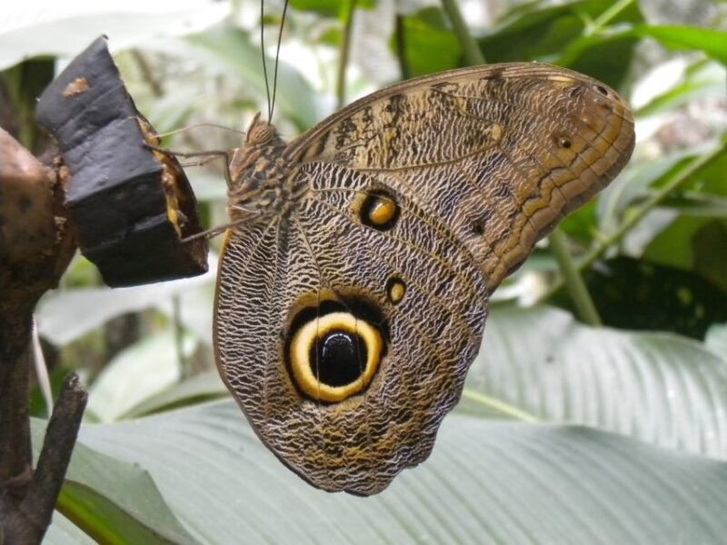 iquitos-pilpintuwasi-butterfly-farm-and-native-communities
