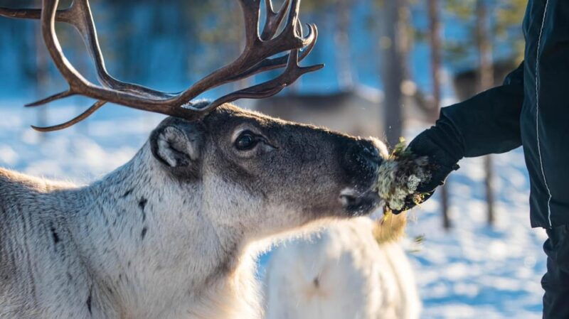 ivalo-magical-moments-at-the-reindeer-farm
