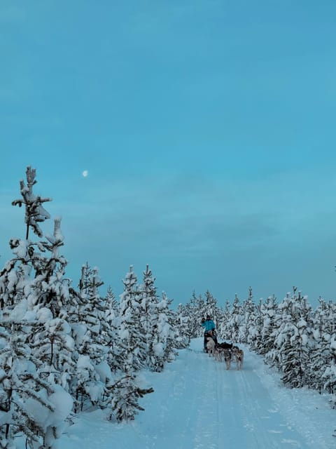 ivalo-responsible-husky-safari-at-happy-huskies