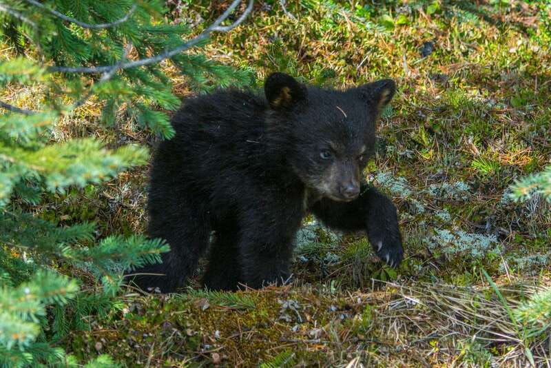 jasper-national-park-evening-or-morning-wildlife-watch-tour