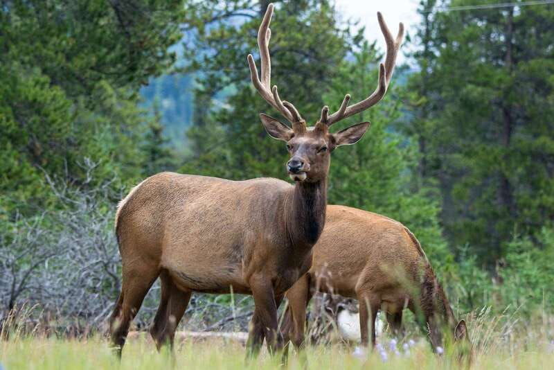 jasper-wildlife-and-waterfalls-tour-with-maligne-cruise