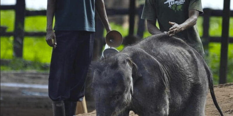 jeep-safari-to-udawalawa-national-park-from-colombo
