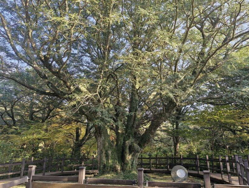 jeju-island-eastern-tour-for-leisurely-walkers