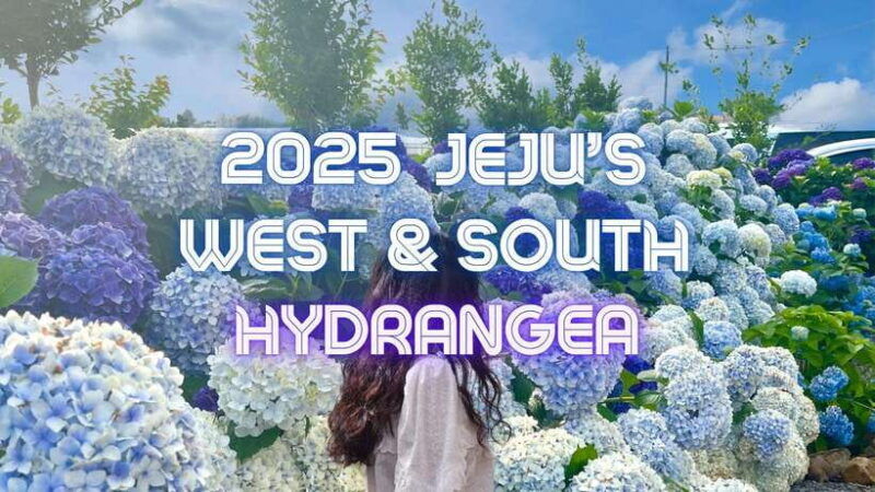 jeju-western-sothern-hydrangea-festival-tour