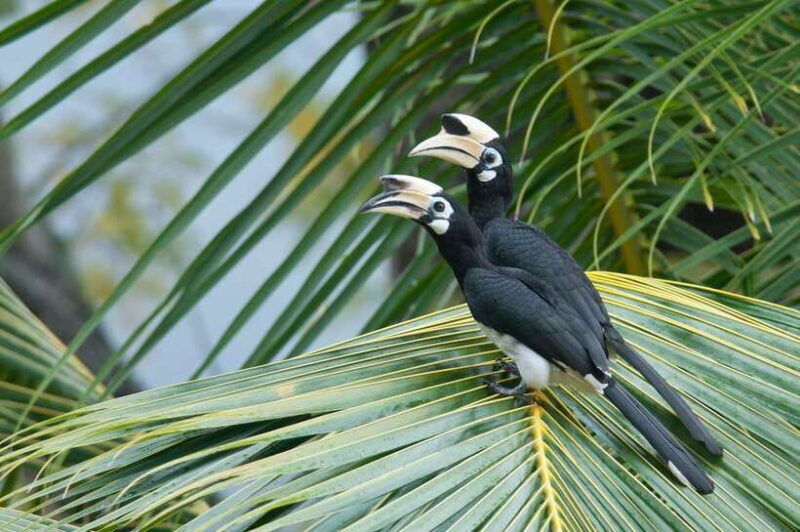 johor-desaru-coast-birdwatching-tour