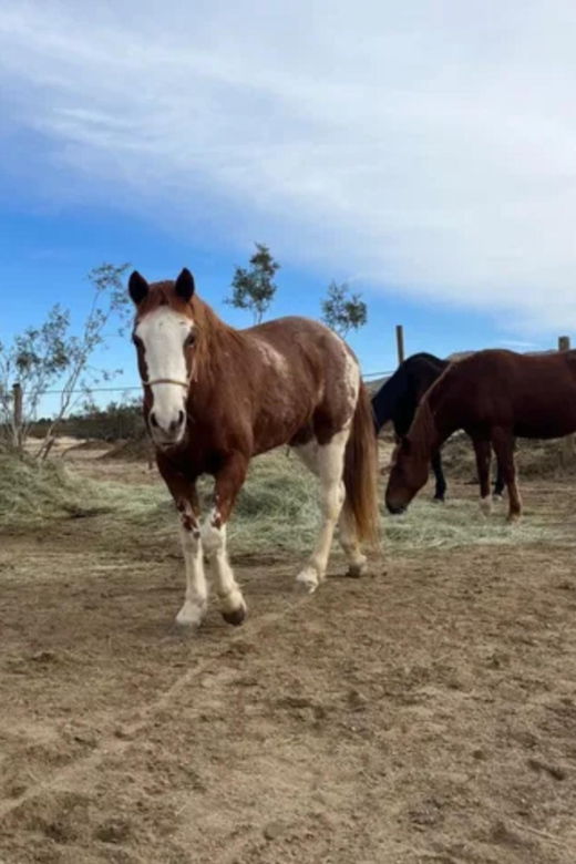 joshua-tree-pony-ride-for-children