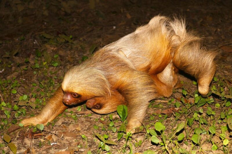 jungle-night-walk-nocturnal-wildlife-and-jungle-sounds