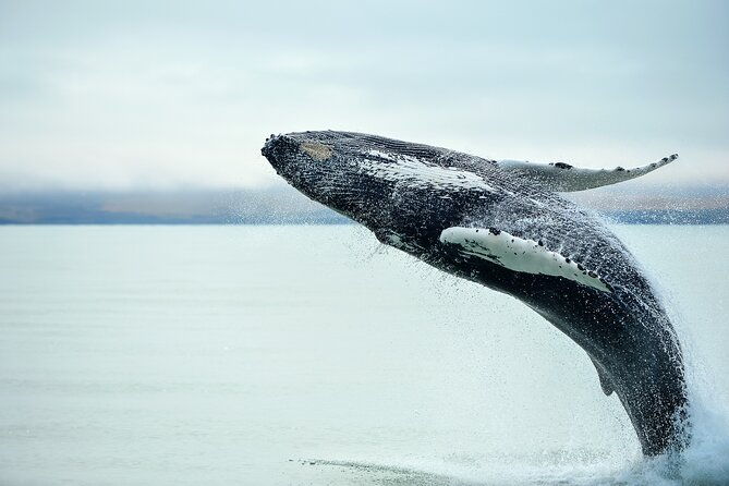 Kaikoura Day Trip From Christchurch (Small Group & Carbon Neutral) - The Coastal Wonder: Kaikoura