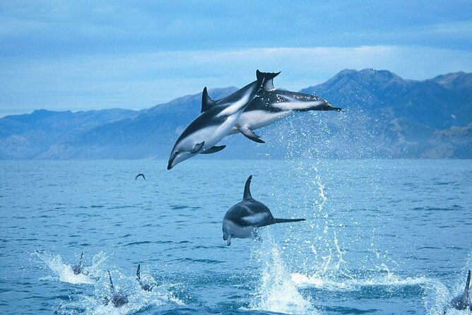Kaikoura Whale and Dolphin Overnight Tour from Christchurch - Final Thoughts: Who Will Love This Tour?
