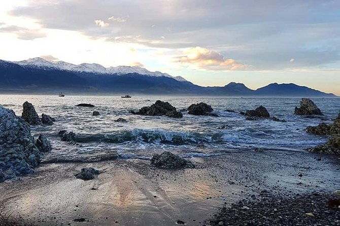 Kaikoura Whale Watching - Exclusive, Small Group Tour - Who Will Love This Tour?