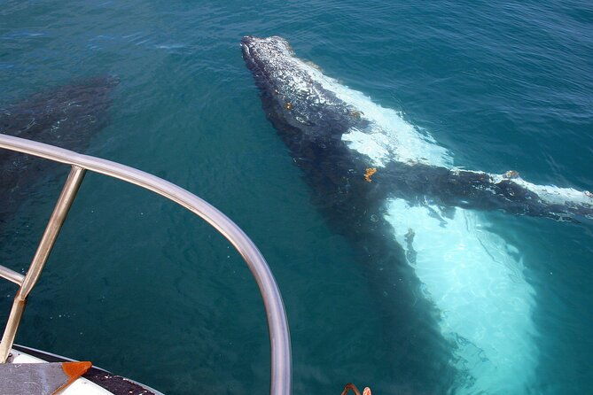 Kalbarri Whale Watching Tour Guided - The Value of This Experience