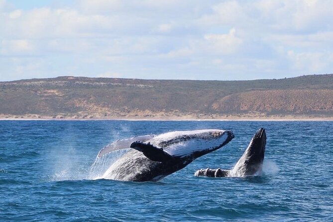 Kalbarri Whale Watching Tour - The Experience: Why It Works