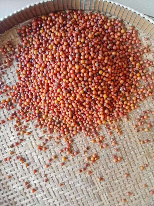 kampot-tuk-tuk-trip-to-pepper-farm-kep-crab-market-more