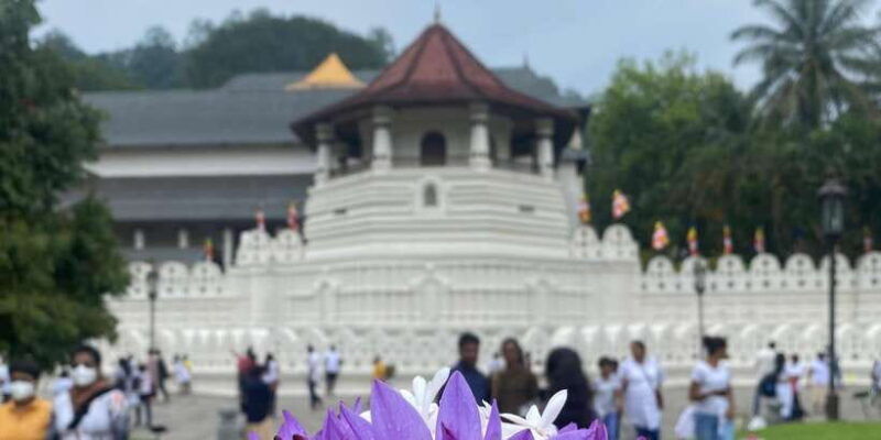 kandy-privet-day-tour-with-pinnawala-and-tea-plantation