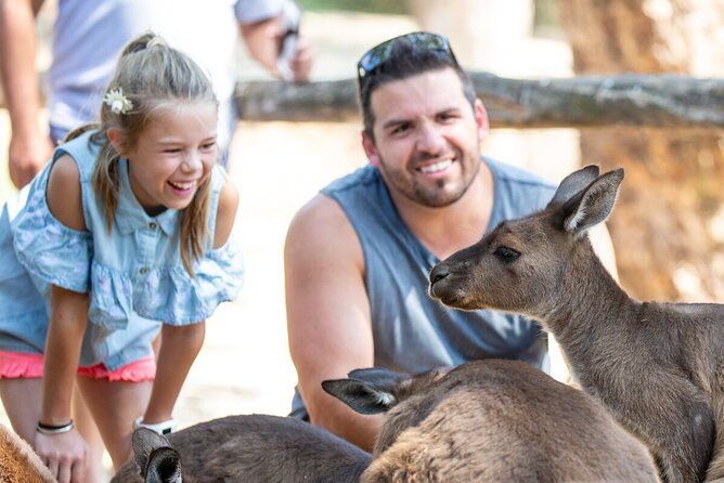 Kangaroo Experience at Healesville Sanctuary - excl. entry - Who Will Love This Tour?