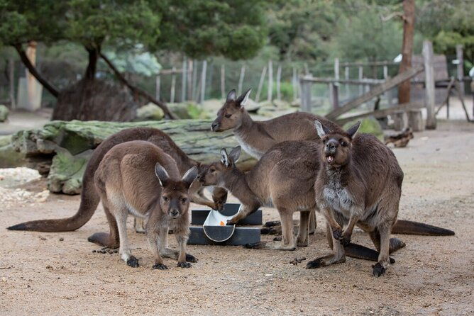 Kangaroo Experience at Melbourne Zoo - excl. entry - The Itinerary in Detail