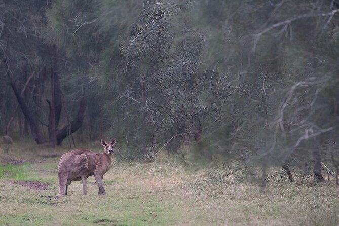Kangaroos, mangroves and the ocean - What to Expect on the Tour
