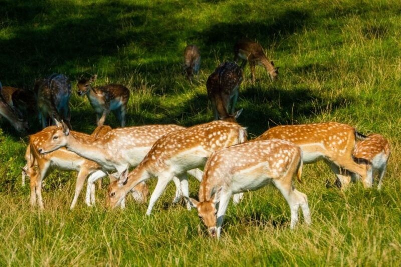 kathmandu-3-day-wildlife-culture-and-jungle-safari-tour