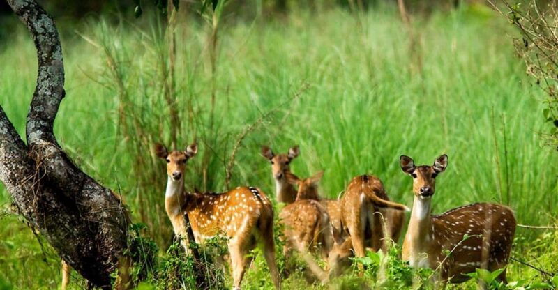 kathmandu-3-days-luxury-chitwan-tour-with-flights
