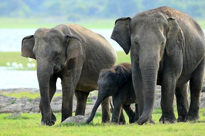 Kaudulla National Park Safari | Jeep with Tickets - The Sum Up: Why You Should Consider This Experience