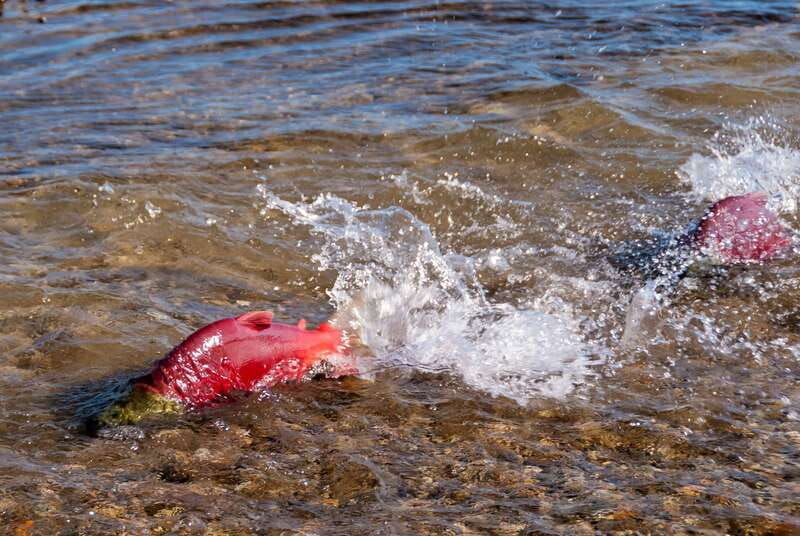 kelowna-mission-creek-salmon-run-audio-tour-by-e-bike