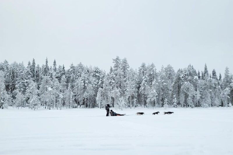 kemi-tornio-husky-sled-ride-with-hot-drink