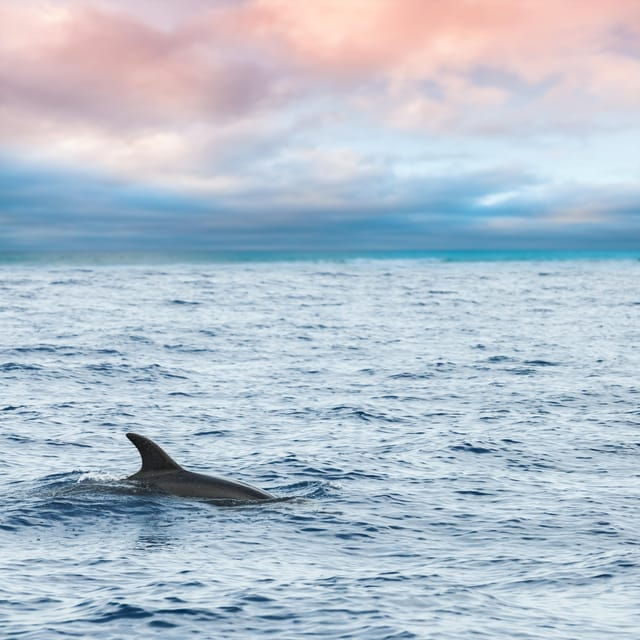 key-west-afternoon-catamaran-sail-and-dolphin-watch