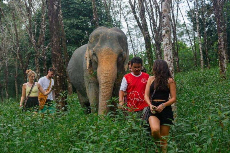 khao-lak-guided-nature-walk-elephant-experience