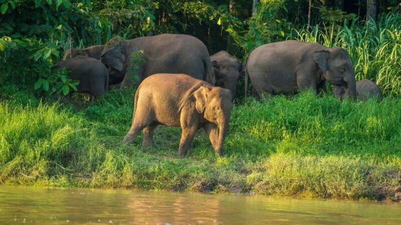 kinabatangan-river-trip-from-sandakan-with-lunch-included