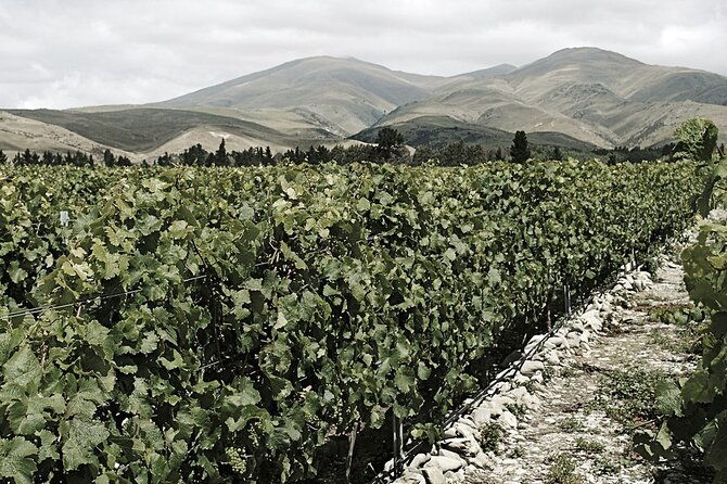 Kinross Winery: Valli Wine Tasting Experience - An In-Depth Look at the Valli Wine Tasting Experience