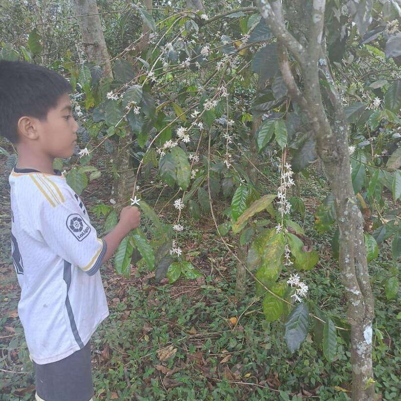 kintamani-bali-coffee-adventure